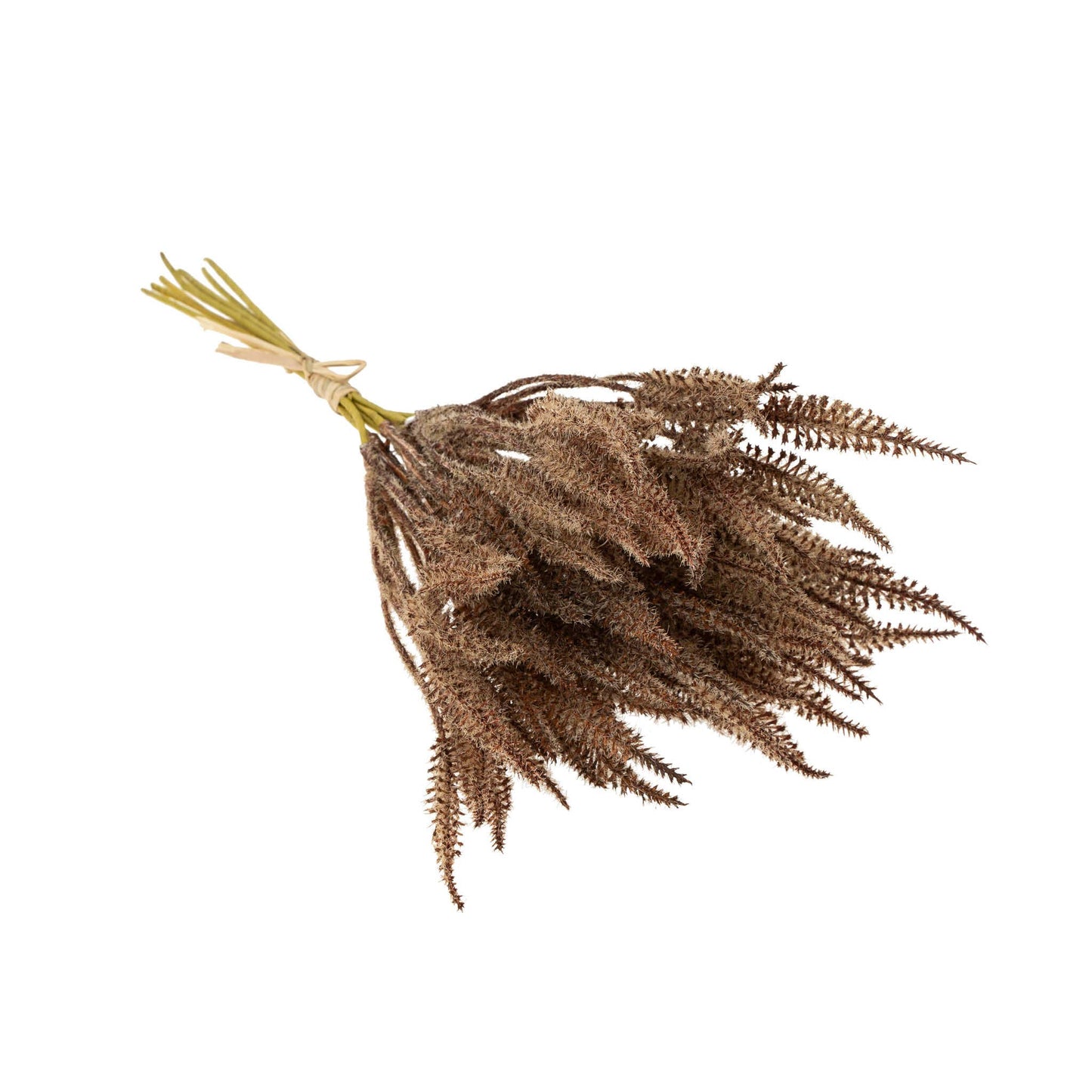 Mini Pampas Grass Bundle, Brown